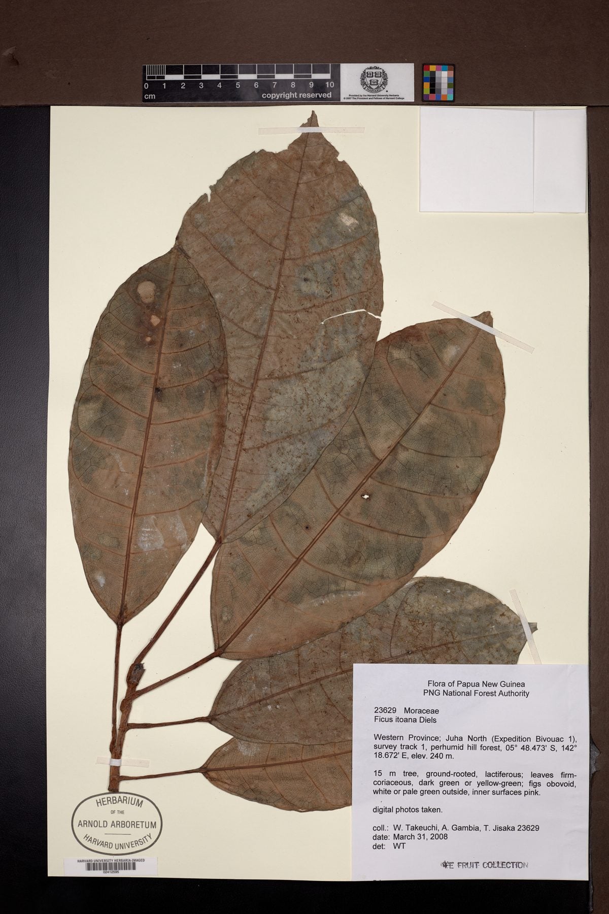 Ficus itoana — photo