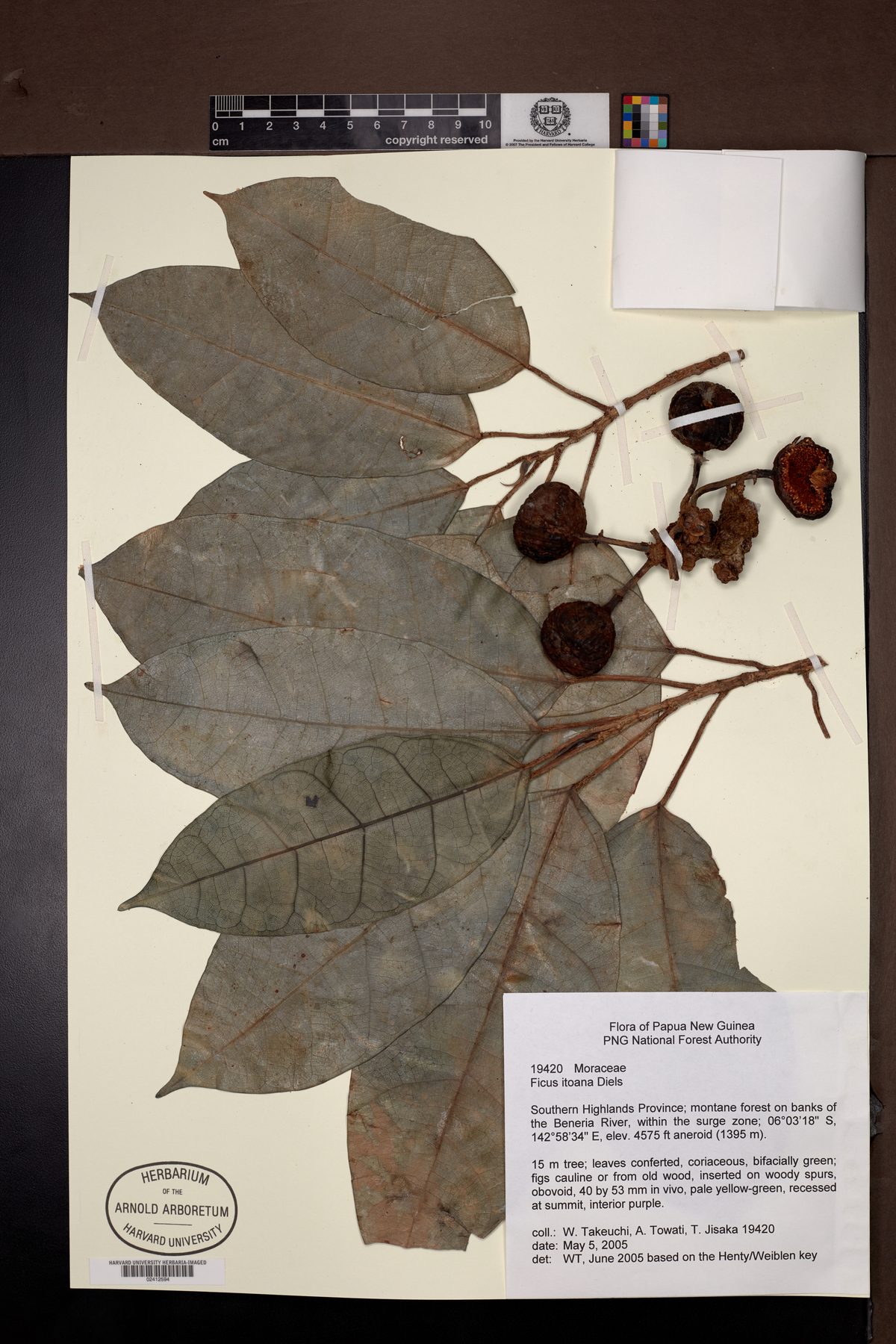 Ficus itoana — photo
