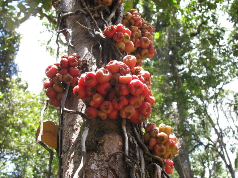 Ficus itoana