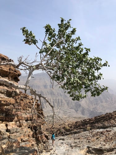 Ficus johannis — photo