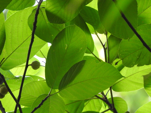 Ficus lamponga — photo