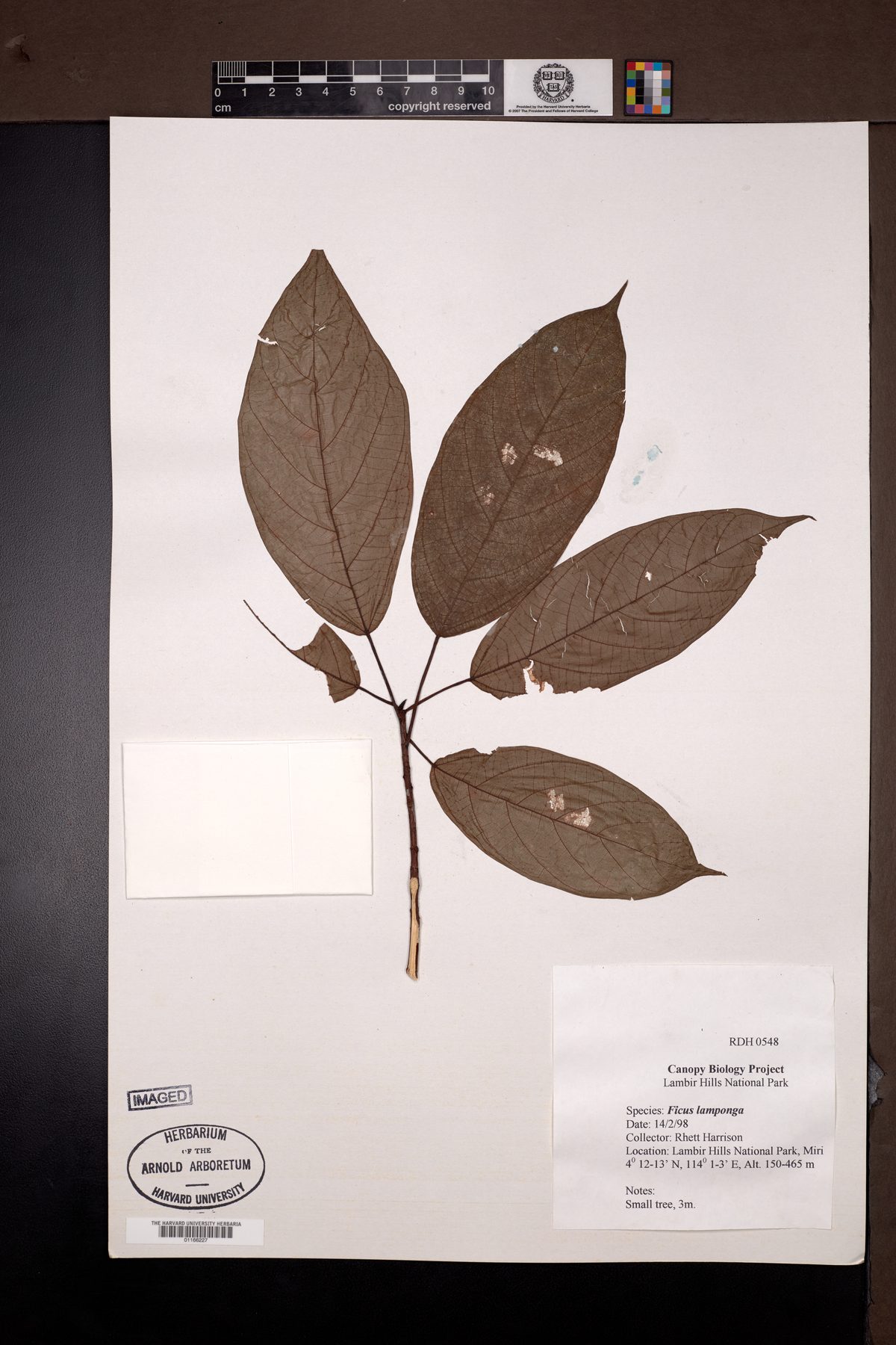 Ficus lamponga — photo