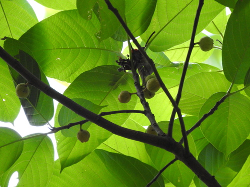 Ficus lamponga