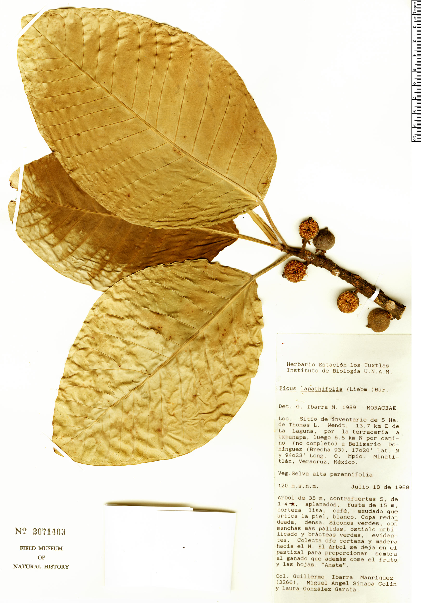 Ficus lapathifolia (Alamo) — photo