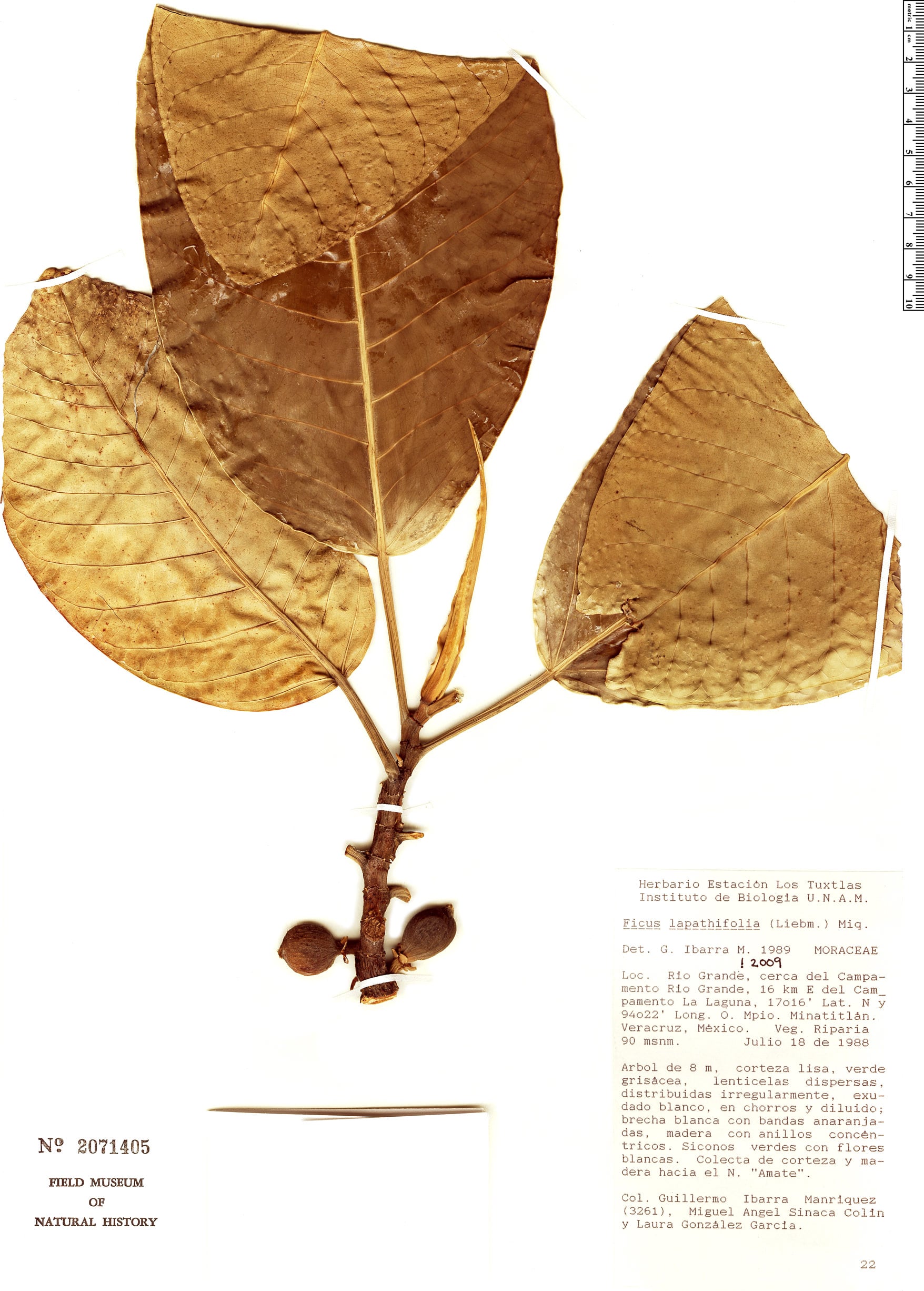 Ficus lapathifolia (Alamo) — photo