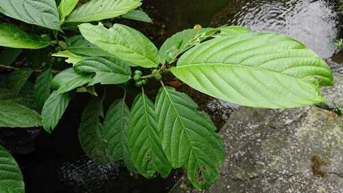 Ficus lepicarpa (Saraca fig) — photo