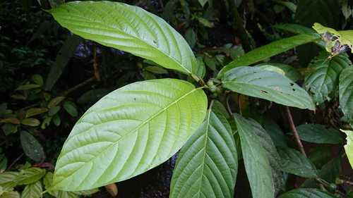 Ficus lepicarpa (Saraca fig) — photo