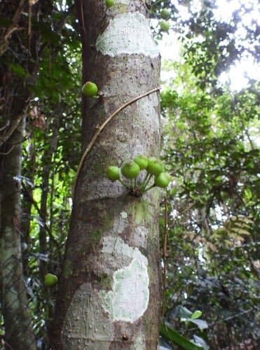 Ficus leptoclada (Atherton fig) — photo