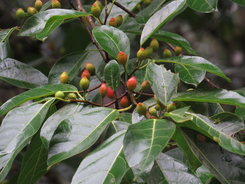 Ficus leptoclada