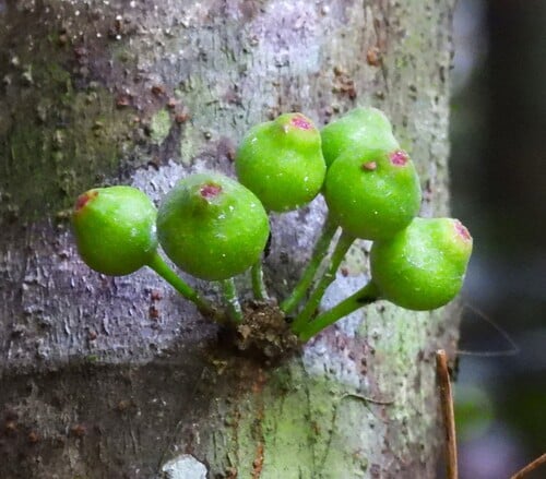 Ficus leptoclada (Atherton fig) — photo