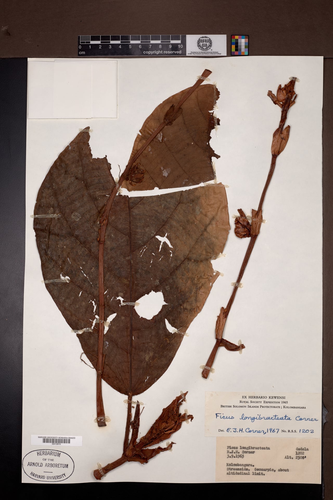 Ficus longibracteata (Dedela) — photo