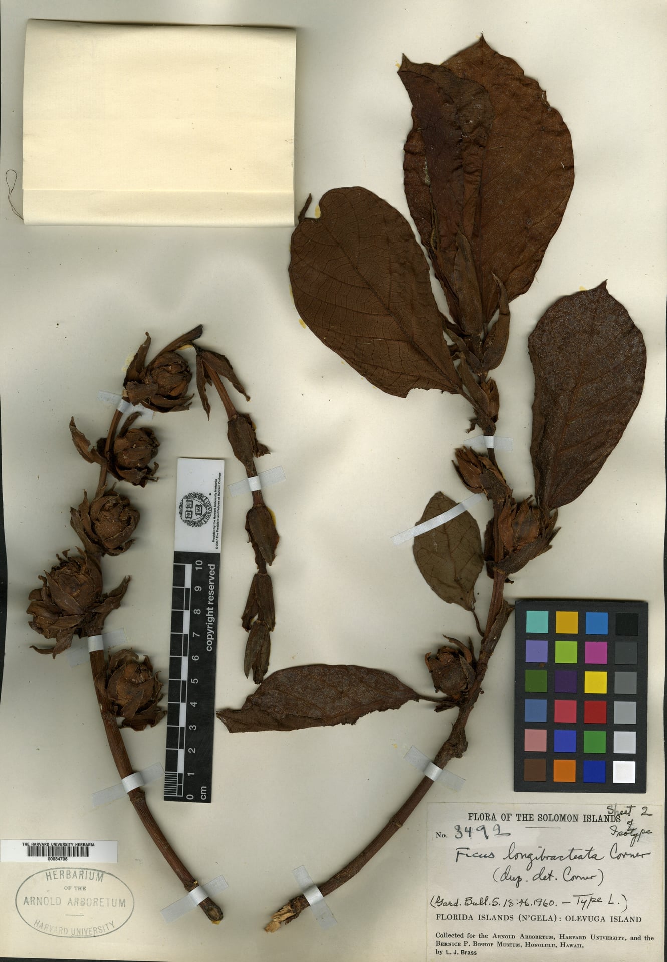 Ficus longibracteata (Dedela) — photo