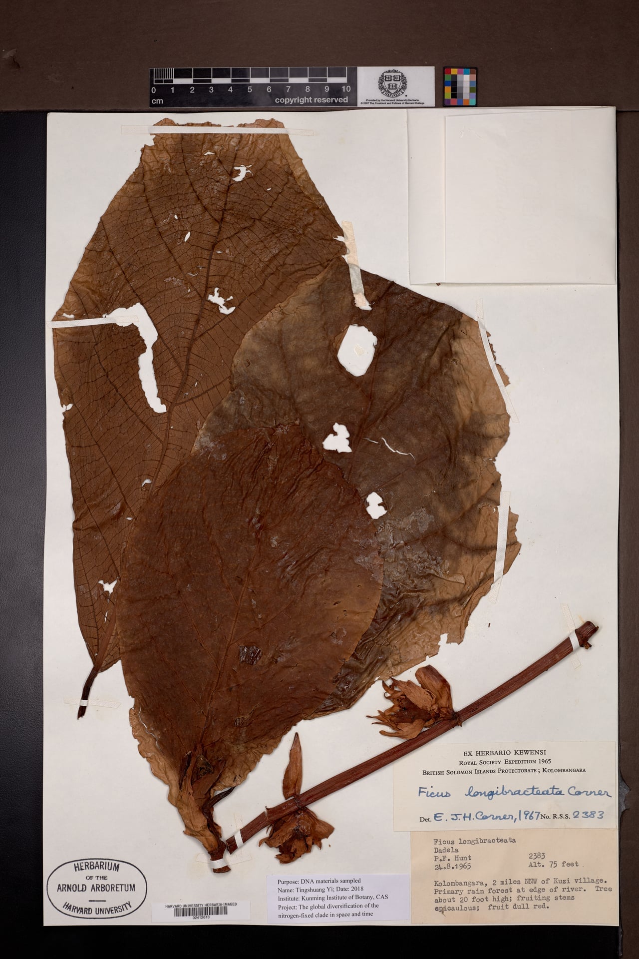 Ficus longibracteata