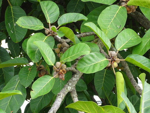 Ficus lutea (Giant-leaved fig) — photo