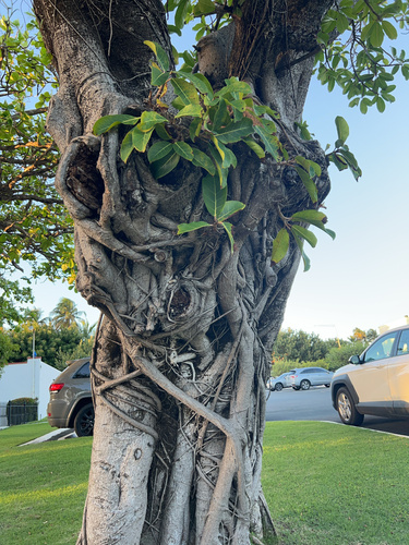 Ficus lutea (Giant-leaved fig) — photo