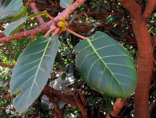 Ficus lutea