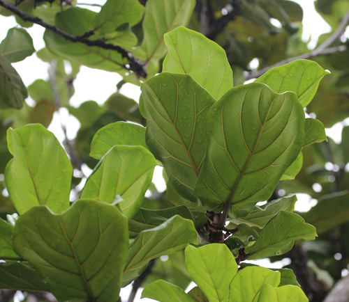 Ficus lyrata (Fiddle leaved fig) — photo