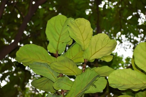 Ficus lyrata (Fiddle leaved fig) — photo