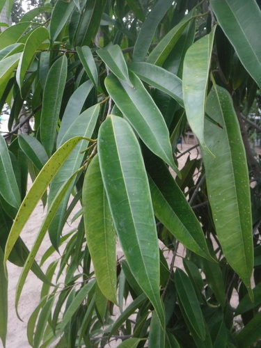 Ficus maclellandii (Azalea leaf fig) — photo