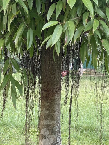 Ficus maclellandii (Azalea leaf fig) — photo