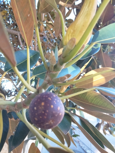 Ficus macrophylla (Moreton Bay Fig) — photo