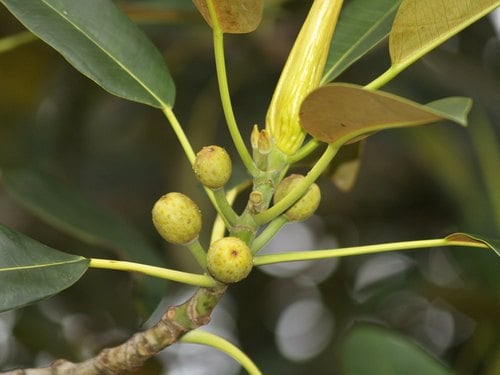 Ficus macrophylla (Moreton Bay Fig) — photo