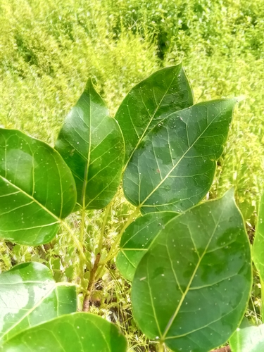 Ficus marmorata — photo