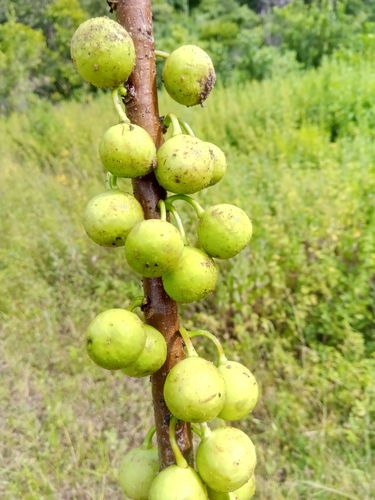 Ficus marmorata — photo