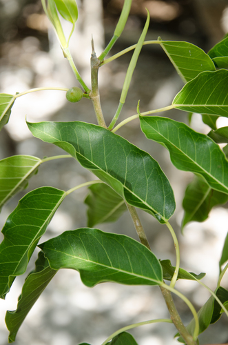 Ficus marmorata
