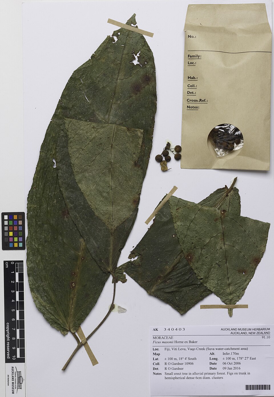 Ficus masonii