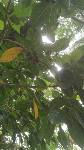 Ficus maxima — photo