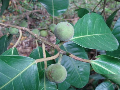 Ficus maxima