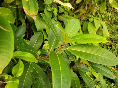 Ficus maxima — photo