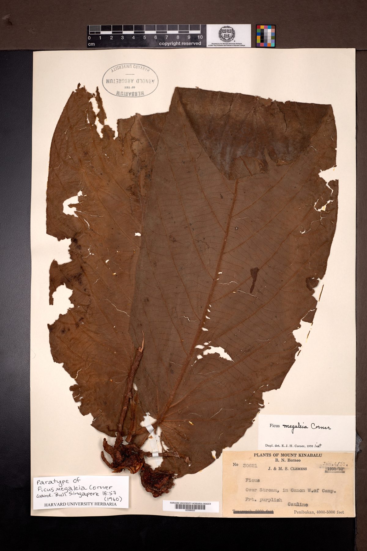 Ficus megaleia — photo
