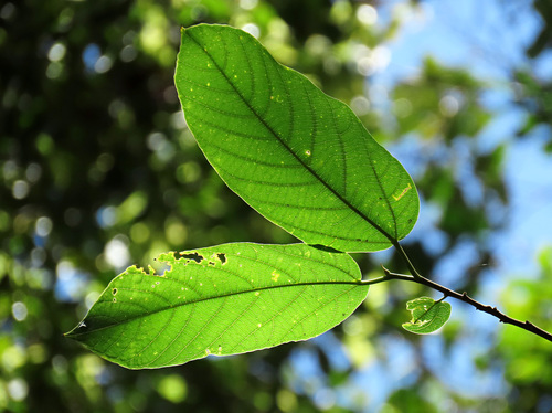 Ficus melinocarpa — photo