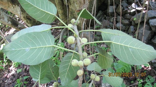 Ficus membranacea (Membranaceus fig) — photo