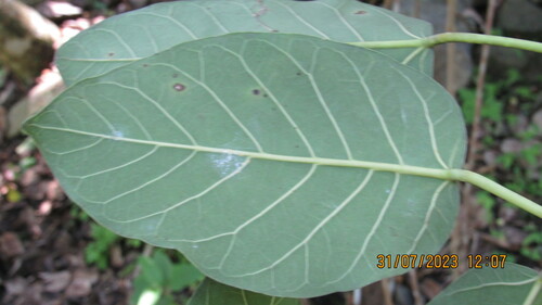 Ficus membranacea (Membranaceus fig) — photo