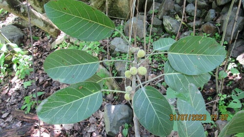 Ficus membranacea