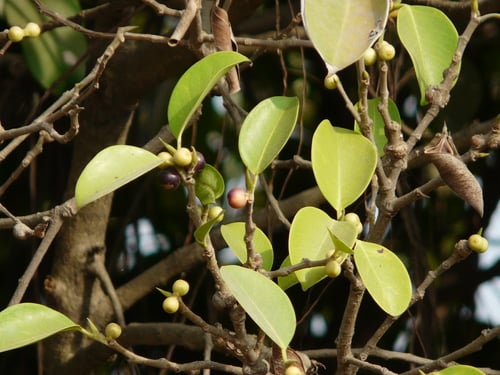 Ficus microcarpa (Small-fruited Fig) — photo
