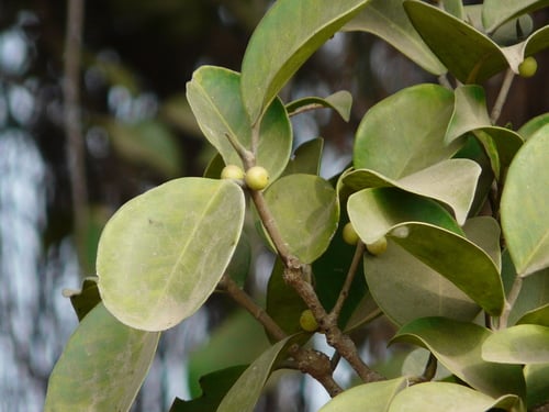 Ficus microcarpa (Small-fruited Fig) — photo