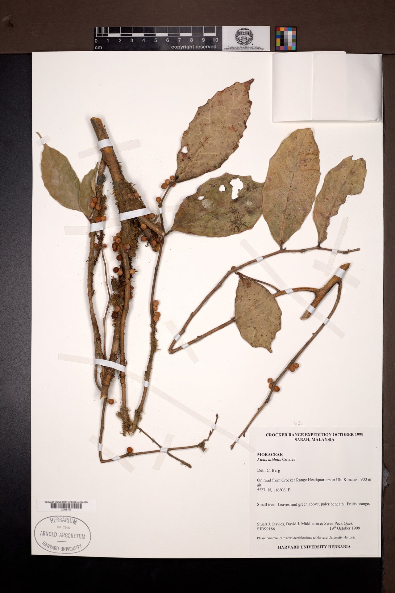 Ficus midotis — photo