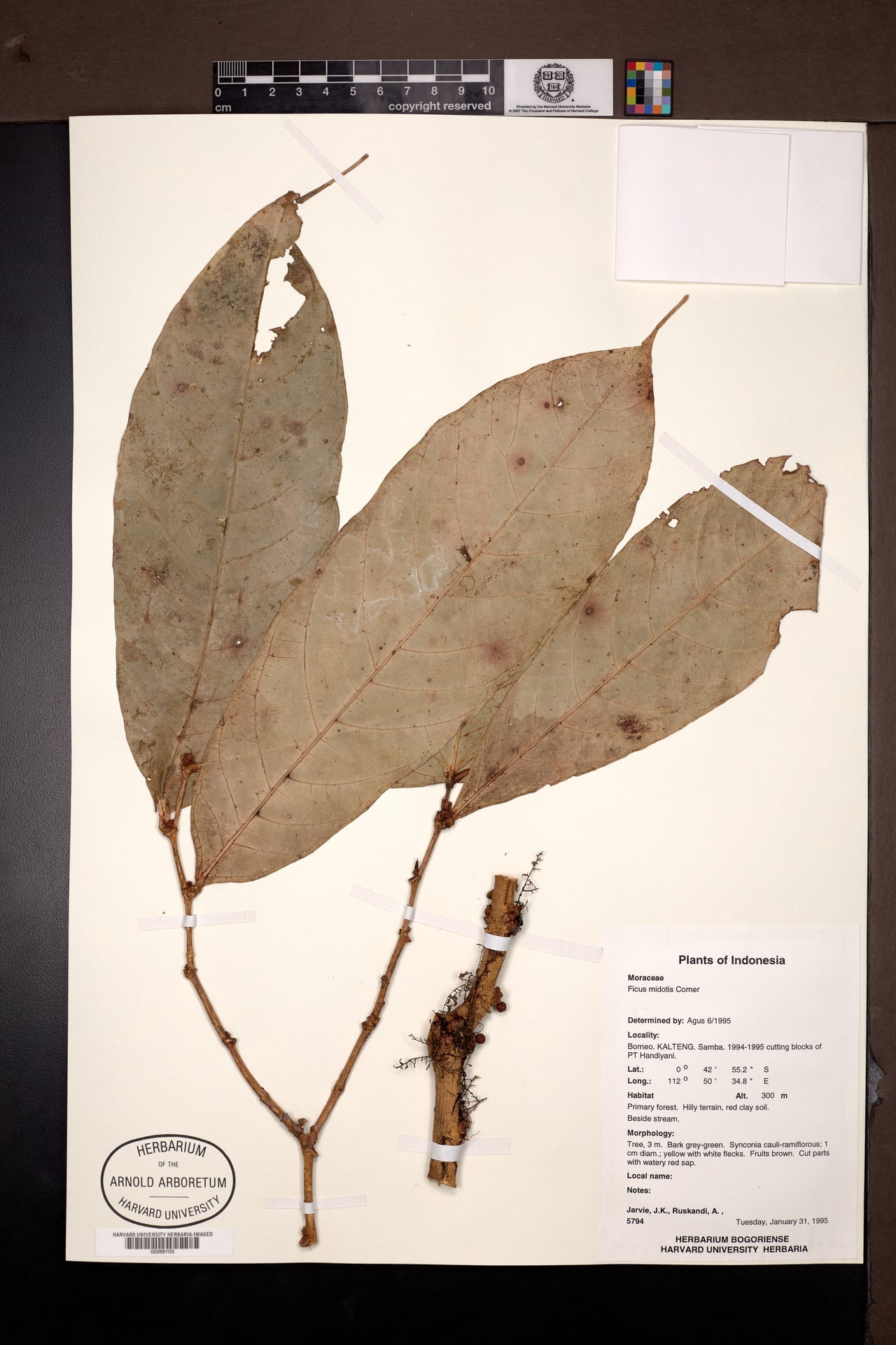 Ficus midotis — photo