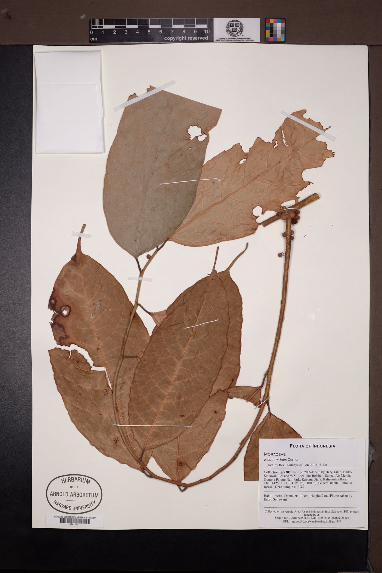 Ficus midotis