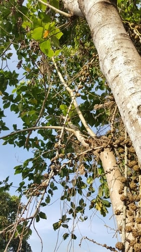 Ficus minahassae (Redwood fig tree) — photo