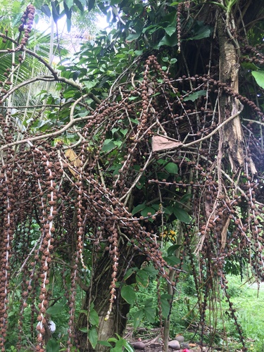 Ficus minahassae (Redwood fig tree) — photo