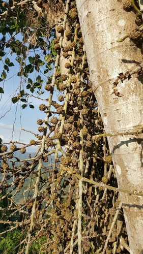 Ficus minahassae