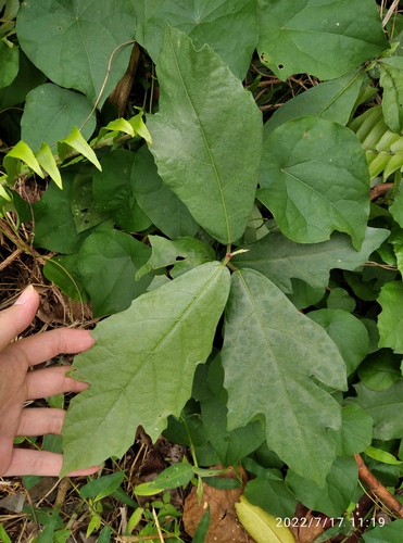 Ficus montana (Oak-leaved fig) — photo