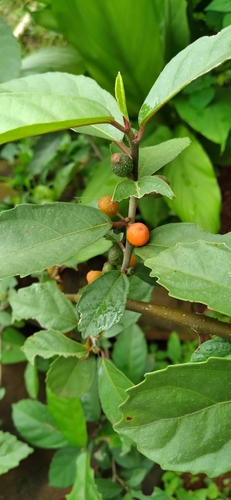 Ficus montana (Oak-leaved fig) — photo