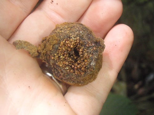 Ficus mucuso — photo