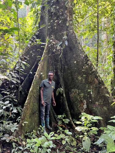 Ficus mucuso — photo